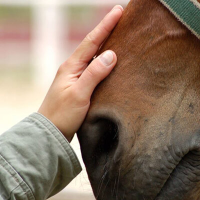 Vytina Horse Club
